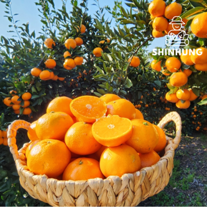 제주 천혜향 중소과 2kg 26일 16시 상품이미지