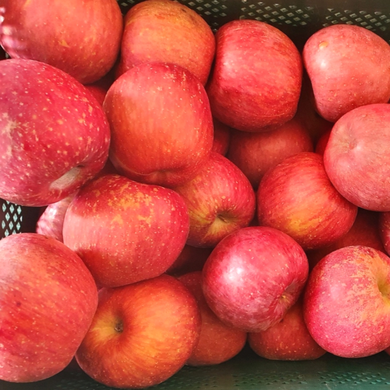 가정용 부사 사과 2KG 랜덤과 (못난이 기스흠과) 6일 16시 상품이미지