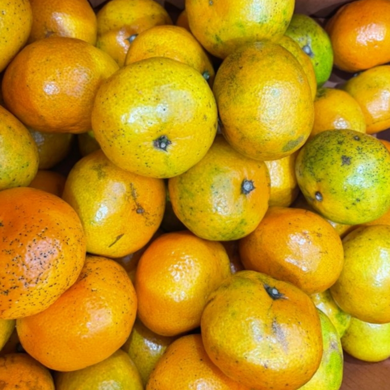 국내산 조생 노지감귤 4.5kg 로얄과  상품이미지