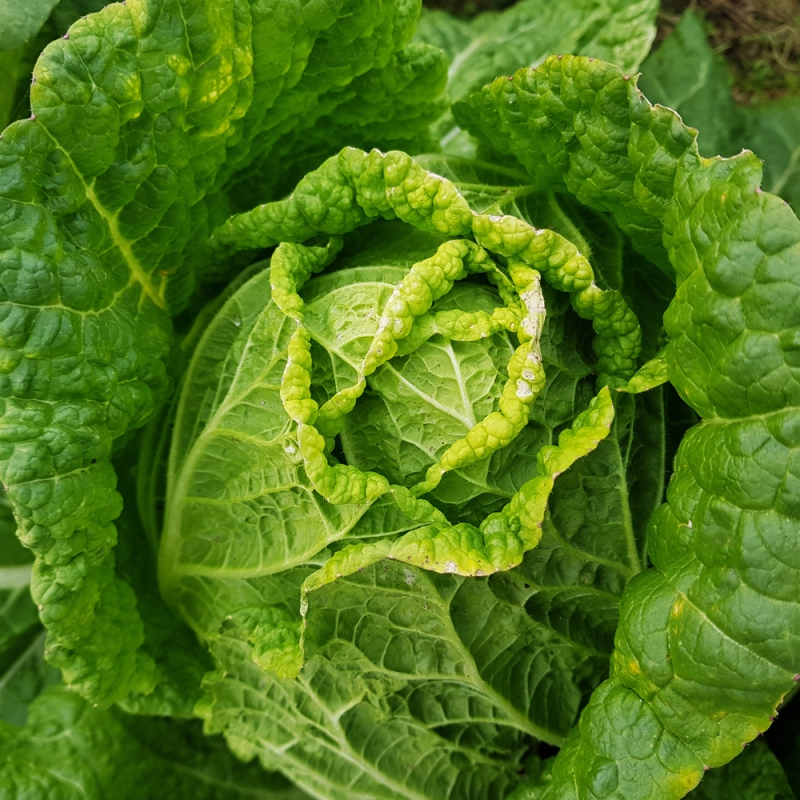 [지브로와] 100% 국내산 정제염으로 절인 속이 꽉찬 해남 절임 배추 20 kg 상품이미지