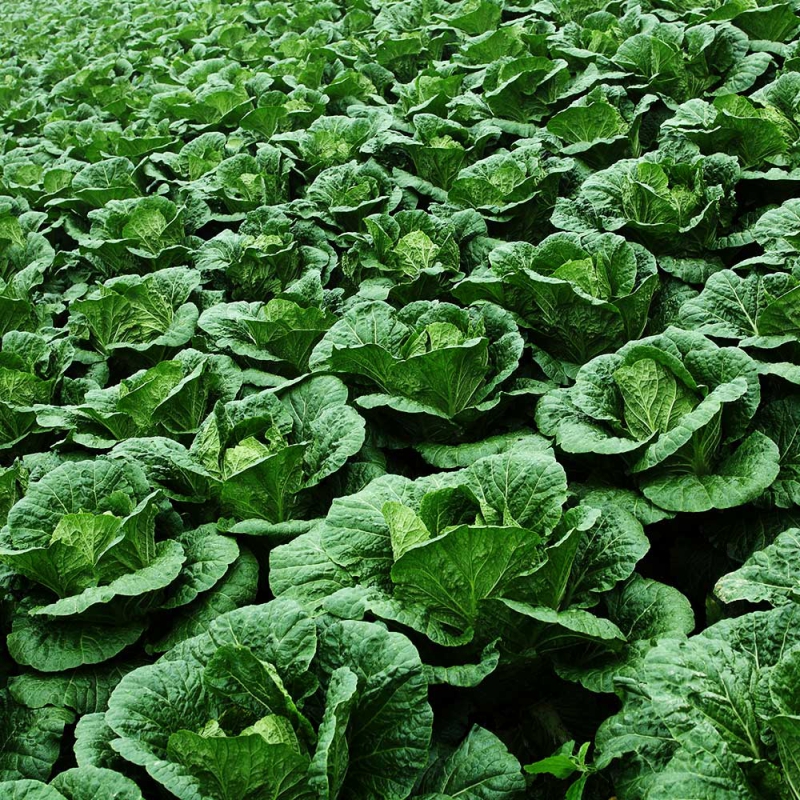 [지브로와] 100% 국내산 정제염으로 절인 속이 꽉찬 해남 절임 배추 20 kg 상품이미지