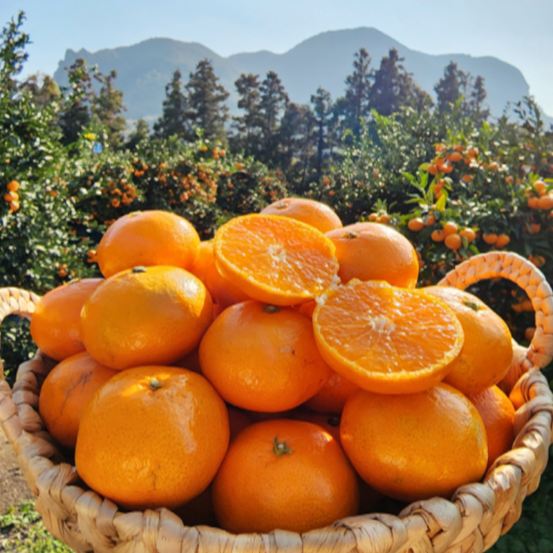 제주 고당도 프리미엄 홍매향 로얄과 1KG내외 15일 16시 상품이미지