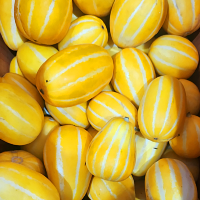 성주 참외 정품 가정용중과(로얄과) 2KG내외 12일 16시 상품이미지