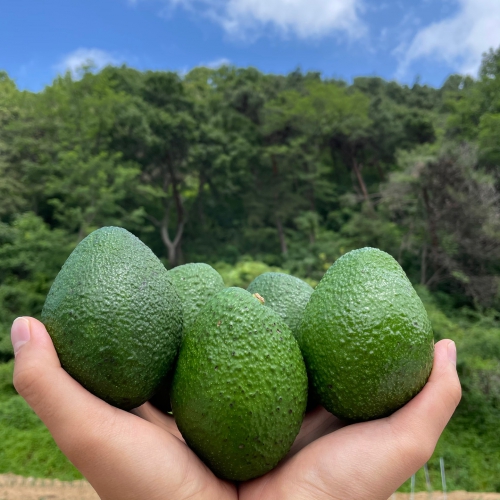 직수입 프리미엄 아보카도