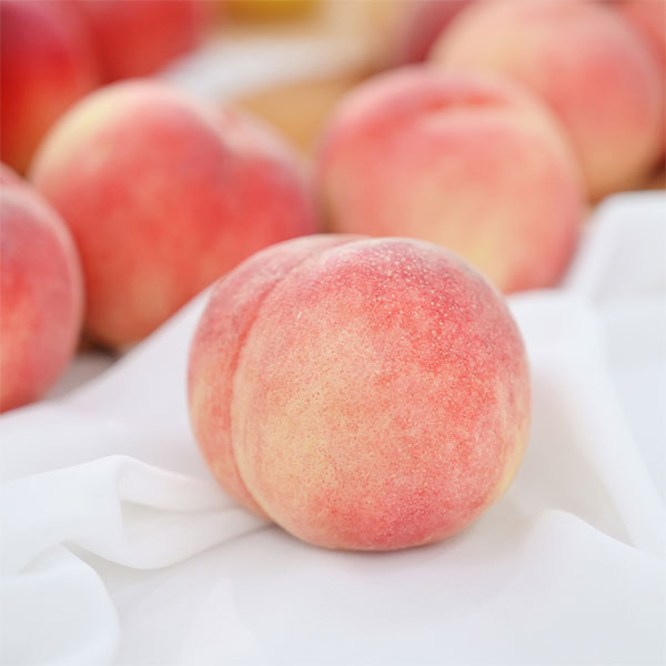 시즌과일! 새콤달콤 복숭아 모음전 (천도/황도/백도/납작복숭아/딱복) 상품이미지