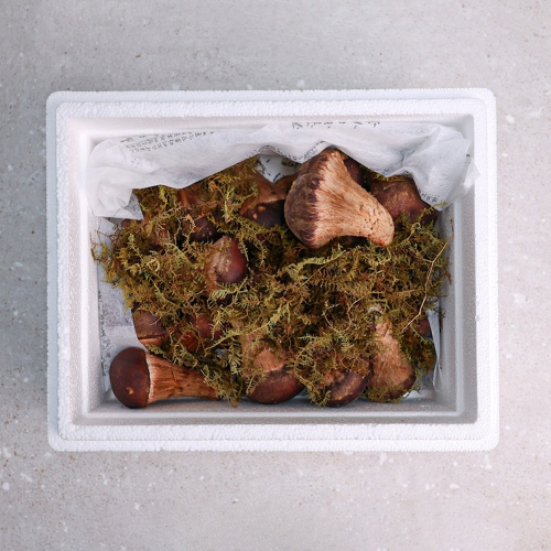 [오늘신선] 2025년 추석 선물세트 무농약 참송이버섯 선물세트