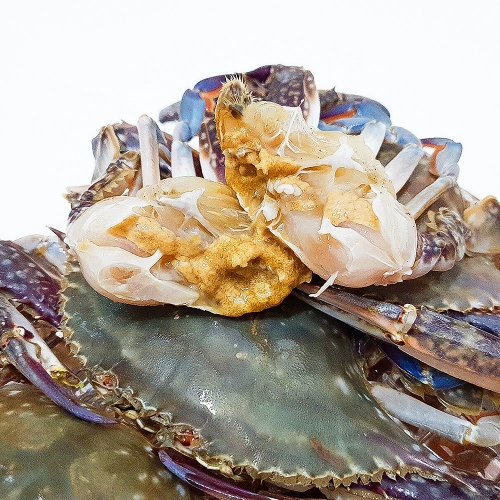 [오늘신선] 태안 신진도 꽃게 산지직송 수꽃게 서해안 숫꽃게 1kg