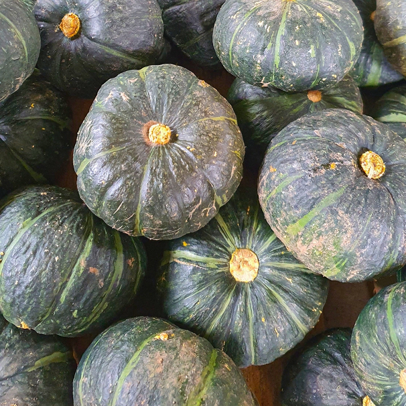 [산지직송] 제주 미니밤호박 보우짱 단호박 2kg/6-8개  상품이미지