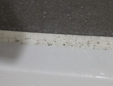 락스 말고 곰팡이제거제 추천