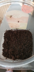 원두커피 찌꺼기 재활용하기