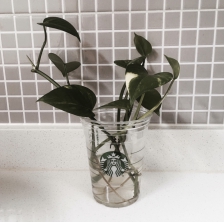 스타벅스 플라스틱컵 버리지 마세요 : )