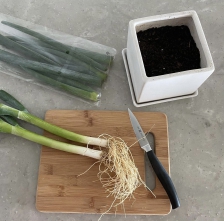 파뿌리 버리지 마세요 : )