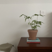 협탁물건 싹치우고 식물하나 들여놨어요 : )