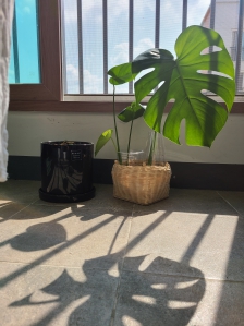 알뜰하게 식물집사하기 :)