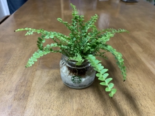 빈병으로 수경재배해요