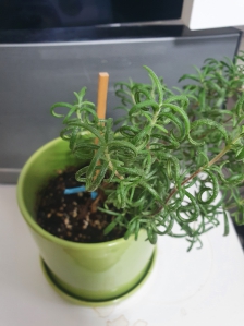 로즈마리 줄기 꺾어서 수경재배후 다시 화분에 심었어요