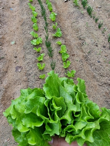 내손으로 키워 먹는 상추예요~
