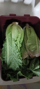 유럽 샐러드 포기상추 용기내 포장 