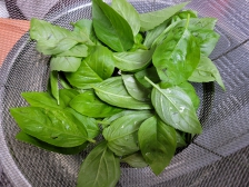 직접키운 바질로 바질페스토