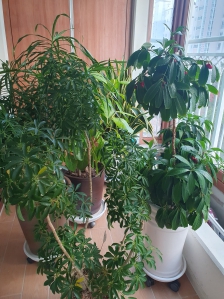 우리집 식물 공기 청정기