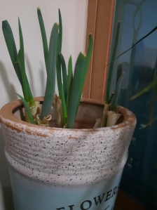 겨울철 빈 화분 활용해서 대파키워요