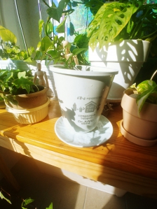 재탄생 화분 옮겨심기