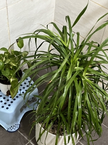 오늘은 식물에 물주는날