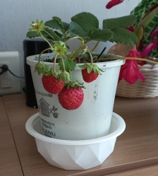 닥터주부에서 선물받은 화분입니다