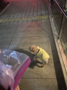 날씨는 춥지만 패딩입혀서 산책