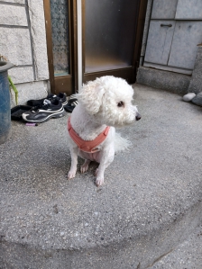 하숑이 산책하기