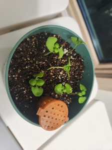 바질을 사먹는 대신 직접 키워요