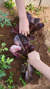 상추수확했어요