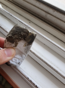 마스크 버리기 전에 청소용으로 창문 닦아봐요