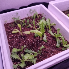 직접 재배한 농작물로 저녁 먹기