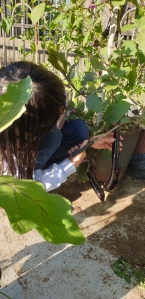 야채를 키워 먹어요~