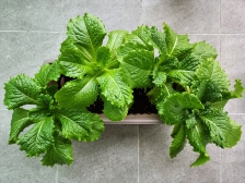 저희 집 상추입니다