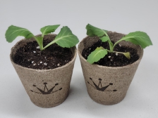 작고 너무 예쁜 녹는 화분