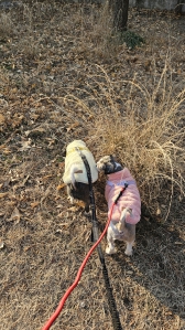 매일 반려동물과 산책