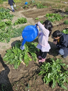 주말농장에서 키운 채소