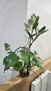 원래 제가 잘 못키워요