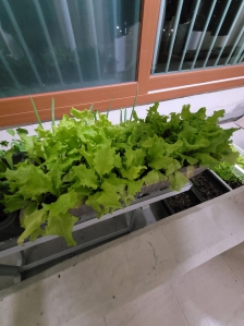 발코니에서 상추 키우기