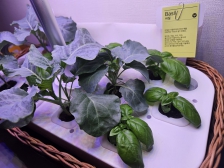 쌈채소는 직접 키워 먹어요