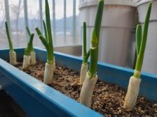 대파 한단 사서 심었더니 이렇게~