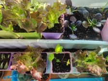 시장에서 구매했어요.