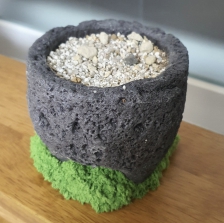 집에서 로즈마리 키워보기 도전?