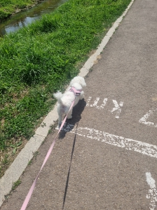 강아지와산책해요