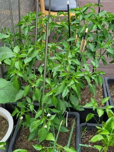 농작물 직접 재배