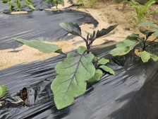 가지 키우고 있어요