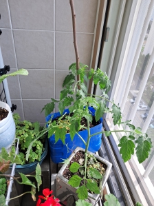 세제 대용량 플라스틱 통 화분만들기