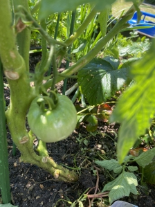 토마토가자라고있어요